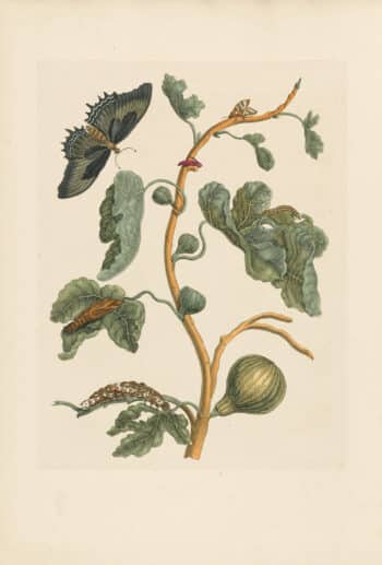 Merian Pl. 67, Fig