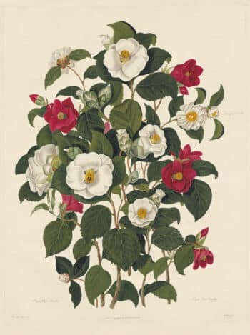 Pope Edition Pl. 1, Single White Camellia, Single Red Camellia