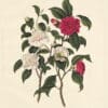 Pope Edition Pl. 3, Pompone, or Kew Blush Camellia, Double Red Camellia