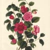 Pope Edition Pl. 4, Anemone flower'd, or Waratah Camellia, Rose Color'd, or Middlemists Camellia