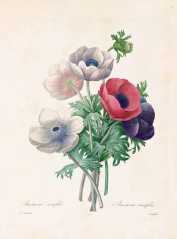 Redouté Choix Pl. 6, Anemone Bouquet