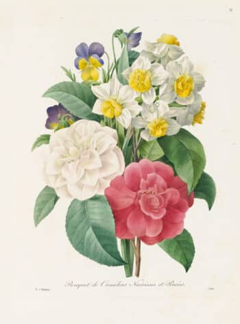 Redouté Choix Pl. 12, Bouquet of Camellias