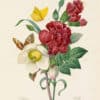 Redouté Choix Pl. 34, Bouquet of Clove, Carnation, etc