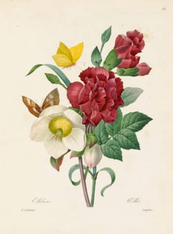 Redouté Choix Pl. 34, Bouquet of Clove, Carnation, etc
