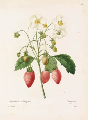 Redouté Choix Pl. 38, Strawberry