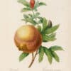 Redouté Choix Pl. 51, Pomegranate