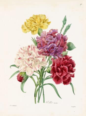 Redouté Choix Pl. 90, Bouquet of Carnations