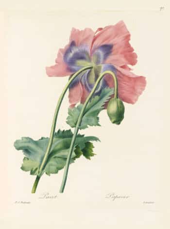 Redouté Choix Pl. 95, Opium Poppy