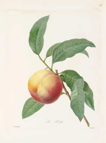 Redouté Choix Pl. 96, Peach