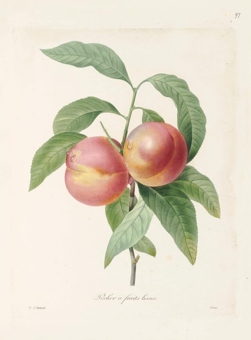 Redouté Choix Pl. 97, Nectarine