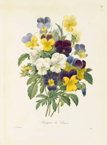 Redouté Choix Pl. 99, Bouquet of Pansies
