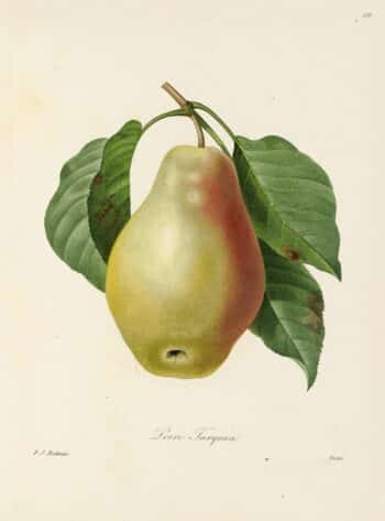 Redouté Choix Pl. 110, Common Pear