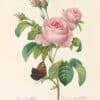 Redouté Choix Pl. 119, Provence Rose, Pink