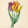 Redouté Choix Pl. 142, Three Tulips