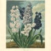 Thornton Pl. 5, Hyacinths