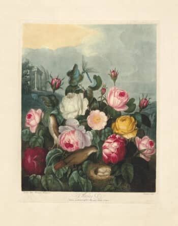 Thornton Pl. 6, Roses
