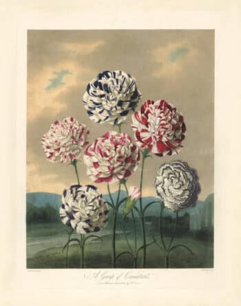 Thornton Pl. 7, A Group of Carnations