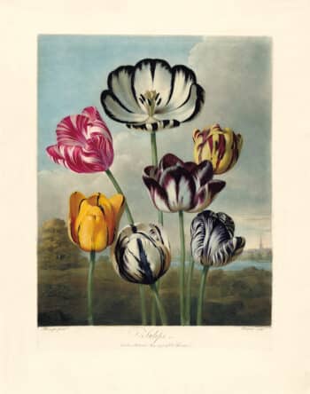 Thornton Pl. 10, Tulips