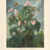Thornton Pl. 15, The oblique-leaved Begonia