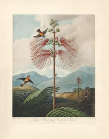 Thornton Pl. 16, Large Flowering Sensitive Plant