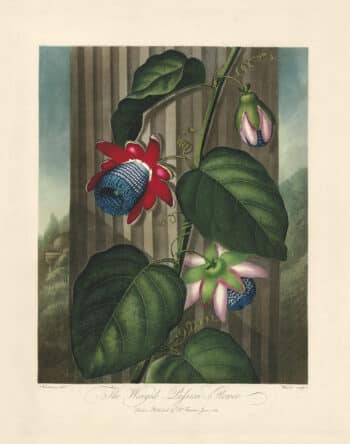 Thornton Pl. 18, The Winged Passion - Flower