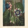 Thornton Pl. 19, The Quadrangular Passion - flower
