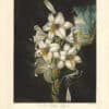 Thornton Pl. 20, The White Lily