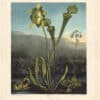 Thornton Pl. 25, American Bog - Plants