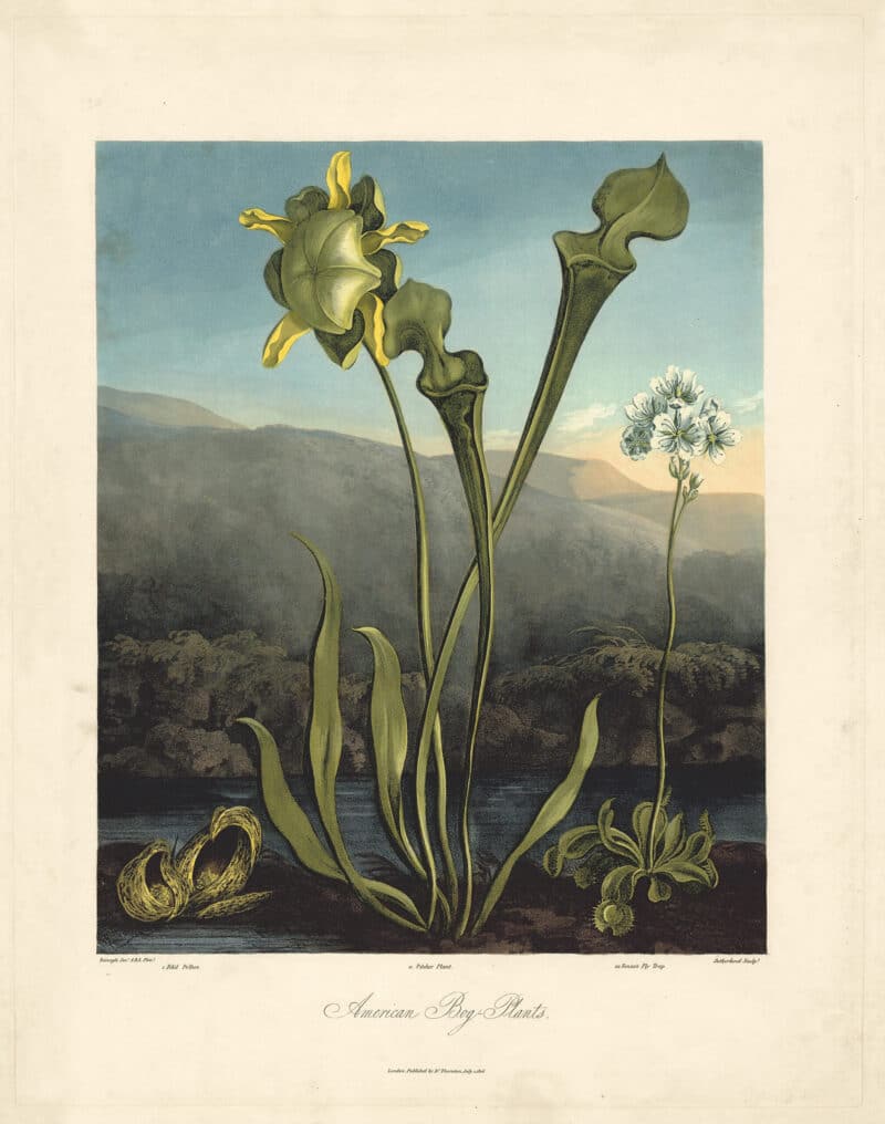 Thornton Pl. 25, American Bog - Plants