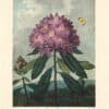 Thornton Pl. 26, The Pontic Rhododendron