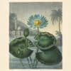 Thornton Pl. 32, The Blue Egyptian Water - Lily