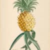 Jakob Trew Plantae Selectae Plate 2 Pineapple