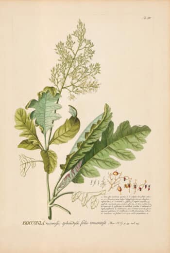 Jakob Trew Plantae Selectae Plate 4 Bocconia