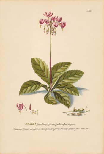 Jakob Trew Plantae Selectae Plate 12 American Cowslip or Shooting Star
