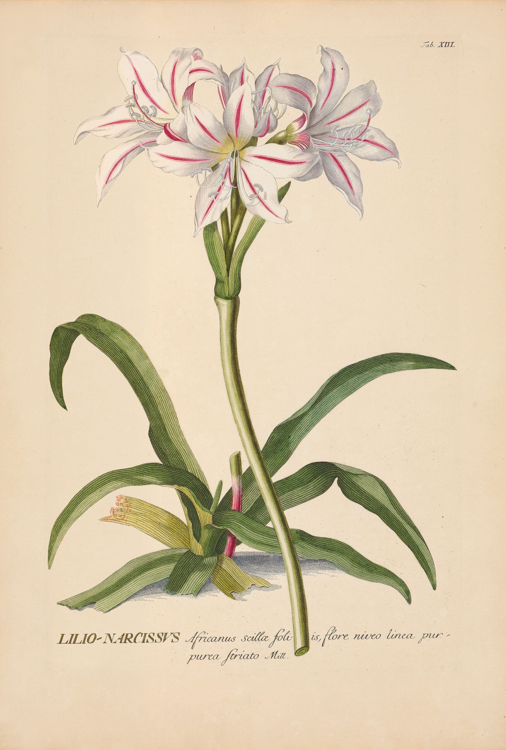 Jakob Trew Plantae Selectae Plate 13 March Lily | Plantae Selectae ...