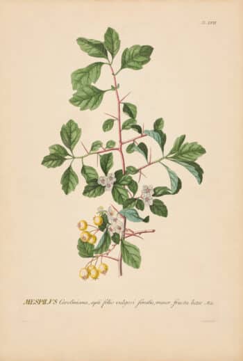 Jakob Trew Plantae Selectae Plate 17 Carolina Medlar