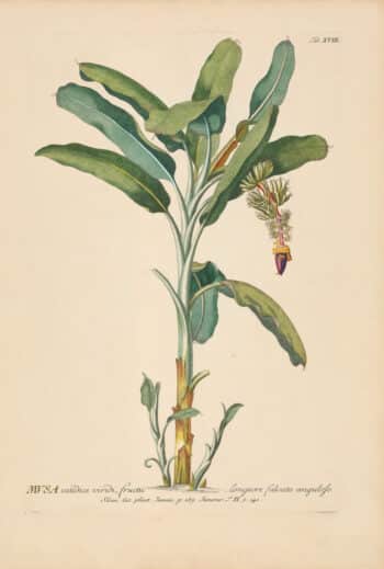 Jakob Trew Plantae Selectae Plate 18 Wild Banana Tree
