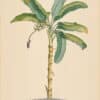 Jakob Trew Plantae Selectae Plate 21 Banana Tree