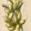 Jakob Trew Plantae Selectae Plate 23 Shorter Banana Tree Fruit
