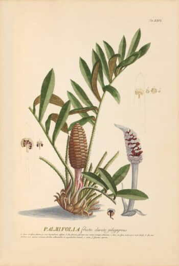 Jakob Trew Plantae Selectae Plate 26 Palm Grass