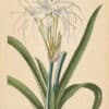 Jakob Trew Plantae Selectae Plate 27 Pancratium Lily