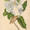 Jakob Trew Plantae Selectae Plate 33 Great Magnolia Bloom