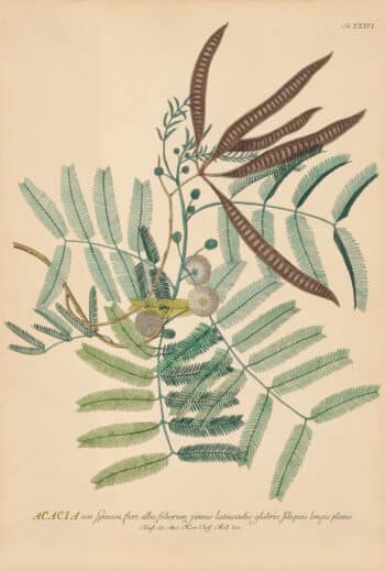 Jakob Trew Plantae Selectae Plate 36 Acacia