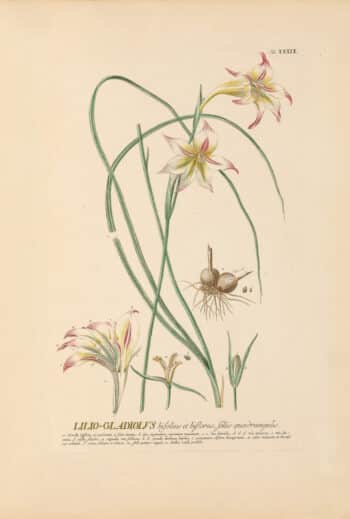Jakob Trew Plantae Selectae Plate 39 Gladiolus Lily