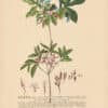 Jakob Trew Plantae Selectae Plate 48 Azalea or Rhododendron