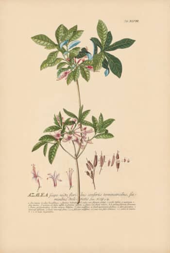 Jakob Trew Plantae Selectae Plate 48 Azalea or Rhododendron
