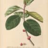 Jakob Trew Plantae Selectae Plate 50 Fig Tree