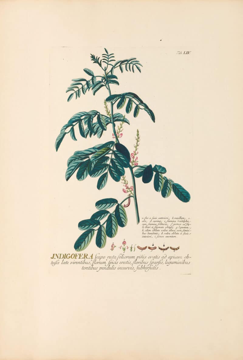 Jakob Trew Plantae Selectae Plate 54 Indigo