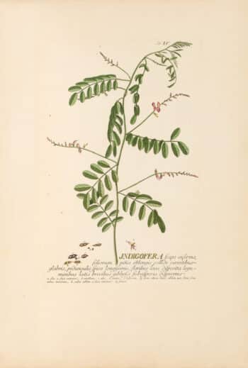 Jakob Trew Plantae Selectae Plate 55 Indigo