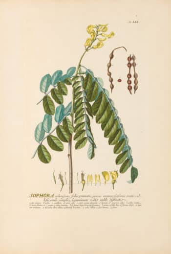 Jakob Trew Plantae Selectae Plate 59 Sophera